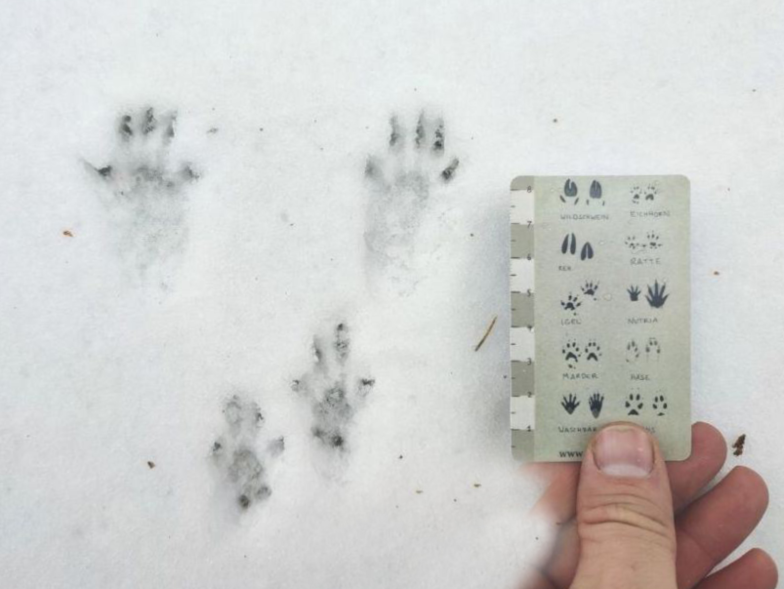 eichhoernchen_2560_72